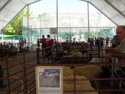 phoca_thumb_l_fotosnoviembre2012 2353